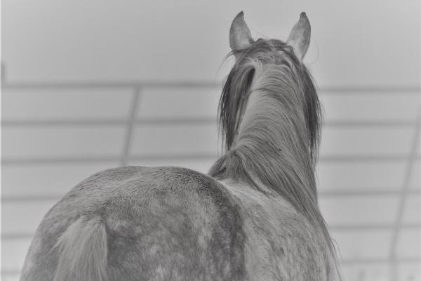Cheval tombé dans un ravin : quand faire appel fait tripler la facture
